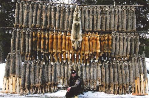 Fur Trapping Dependent on northern forests