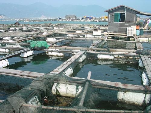 Fish Harvesting 120 million tons harvested worldwide per year Maximum