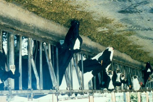 A cow uses nutrients for Milk Pregnancy Growth Reserves Maintenance All nutrients used for maintenance