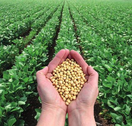FOR THE FIRST TIME IN THE WORLD PEANUT, SOYBEAN, BROADBEAN The first REZFREE application should be carried out during seed germination