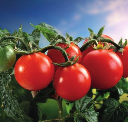 FOR THE FIRST TIME IN THE WORLD TOMATO, PEPPER, EGGPLANT, CUCUMBER REZFREE should be applied five times with irrigation