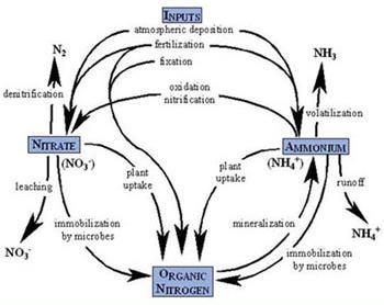 some human activities impacting the nitrogen cycle (more later) 1) application of