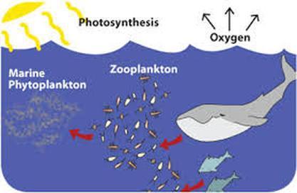 Marine Ecology: the study of interactions of living things with each other within the ocean.