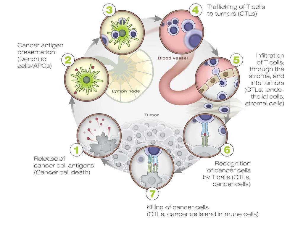 Activation phase The cancer immunity cycle Oncology meets immunology Priming and activation Trafficking of T cells to tumors anti-ox40 Cancer antigen presentation Personalized Cancer Vaccines (PCV)