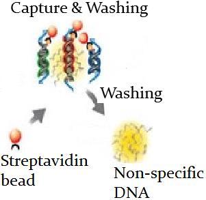 Probes will have bound to regions of interest within patient DNA over incubation period Streptavidin beads then added which bind to the probes