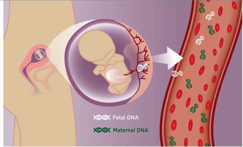 Dennis Lo et al 1997 - during pregnancy a proportion of the ccfdna is derived from the fetus Fetal portion of ccfdna during