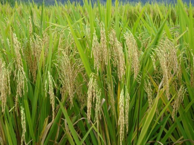 Measure 4: Cross Border Cooperation Convert 12,200 ha rice plantation to corn in Hebei