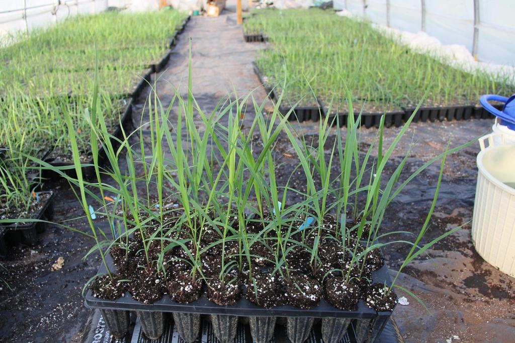 IMPROVING SWITCHGRASS MORPHOLOGY Selection at the seedling stage has been found to be effective and resource efficient At 1