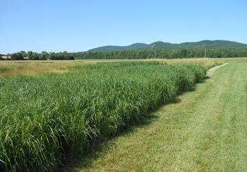 Photo Willsboro Research Farm biomass trial results in 2013 showed switchgrass was more productive with less
