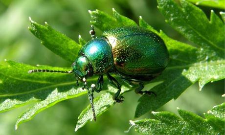 Tansy Beetle (Chrysolina graminis) The perfect present for the new MP that has everything! https://www.buglife.org.