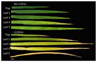 Flag leaf senescence Interaction with genetic background Wheat