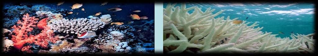 Greatest Climate Change Impacts on Caribbean Reefs 1.