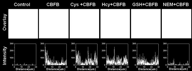 Figure S14. The fluorescence intensity changes across a certain cell in different experimental groups. Excitation at 488 nm.