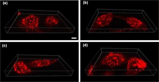 3D image of living HeLa cells (a) incubated with CBFB probe (20 μm) for 60 min, (b) pretreated with Cys (100 μm) for 60 min, then incubated with CBFB (20