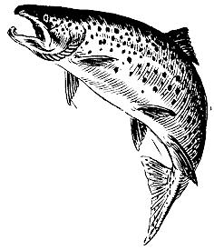 Atlantic Salmon ESA