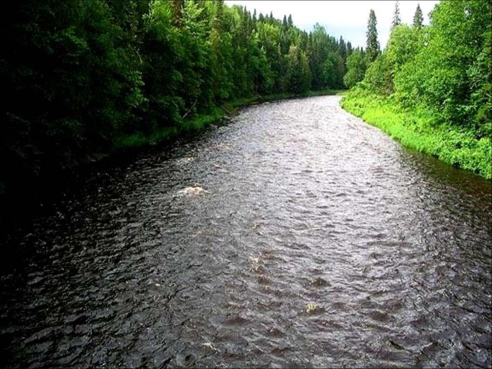 Salmon and forestry Demonstrated and potential impacts to Atlantic salmon habitat within the DPS watersheds result from the following causes Water extraction