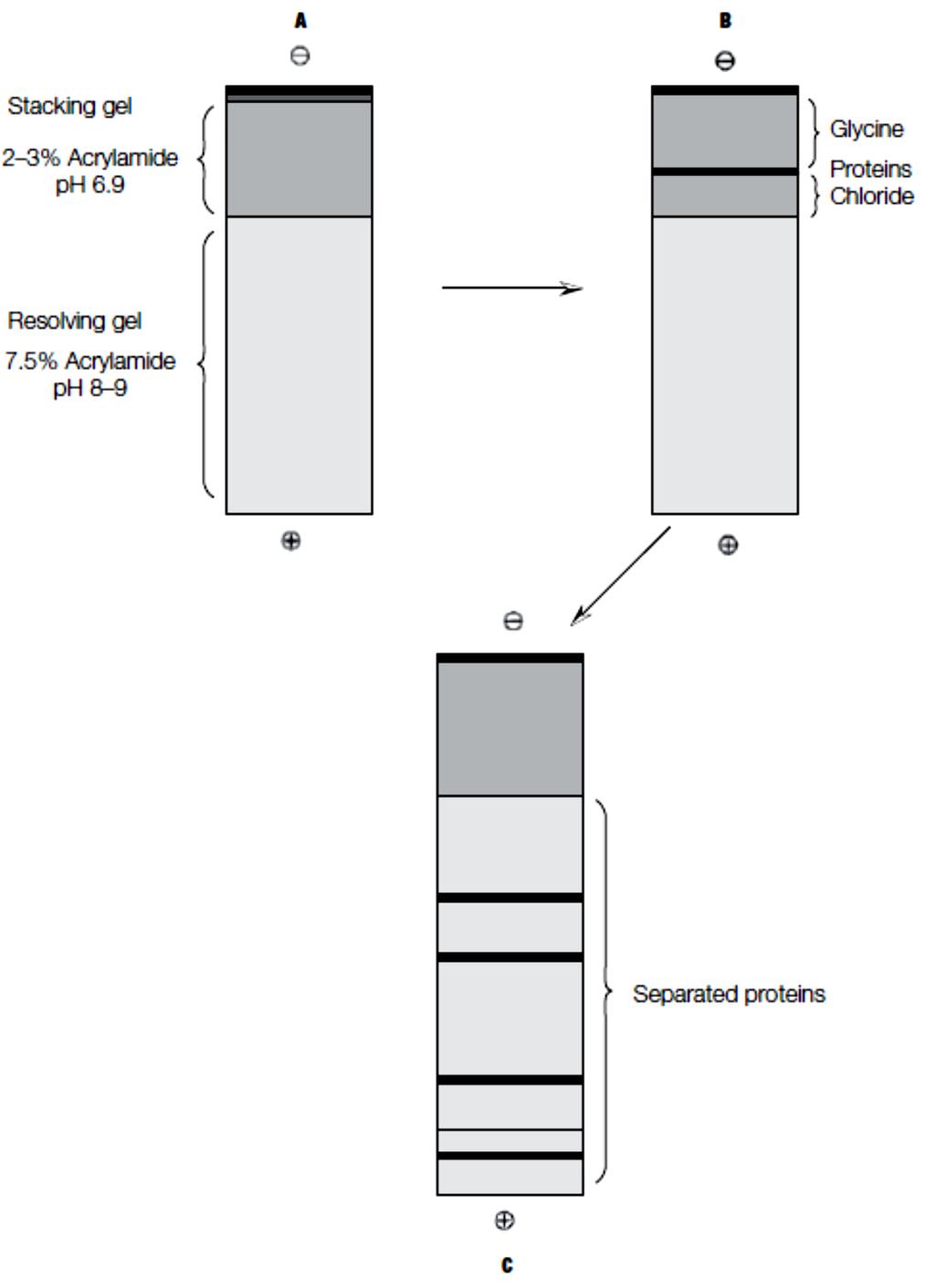 FIGURE 5 The process of disc gel electrophoresis. A Before electrophoresis. B Movement of chloride, glycinate, and protein through the stacking gel.