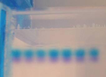 Cathode (-) DNA (-) wells Bromophenol Blue Anode
