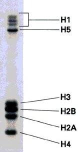 The major histone proteins Histone Mol. Wt No. of Percentage Amino acid Lys + Arg H1 22,500 244 30.8 H2A 13,960 129 20.2 H2B 13,774 125 22.4 H3 15,273 135 22.9 H4 11,236 102 24.