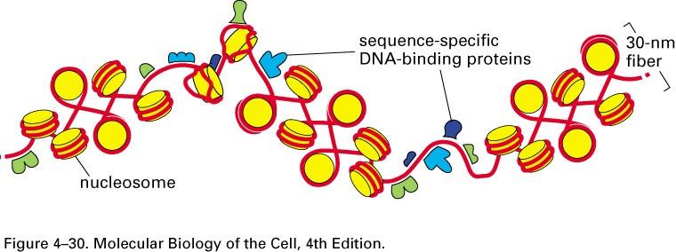 30-nm fiber Flexible linker, DNA binding proteins Structural modulators: H1