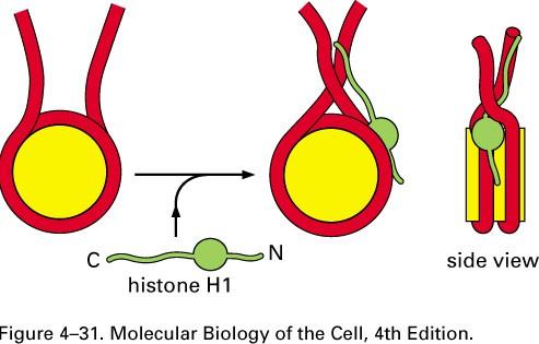 Function & location of Histone H1 It is