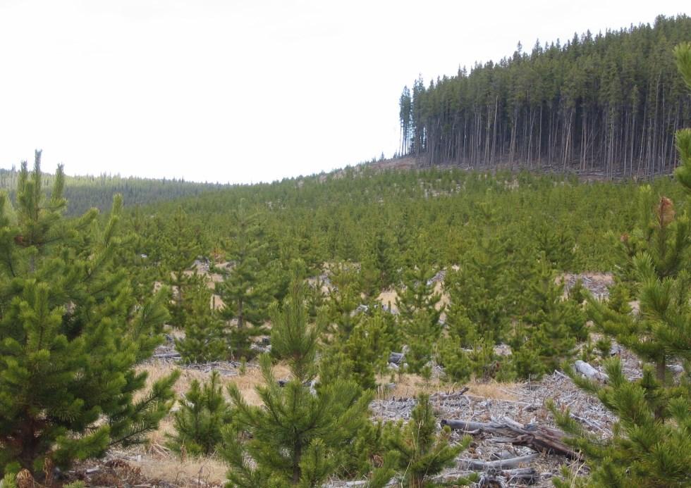A Leave-for-Natural pine stand after harvesting Reforestation has been the law in Alberta for over 30 years.