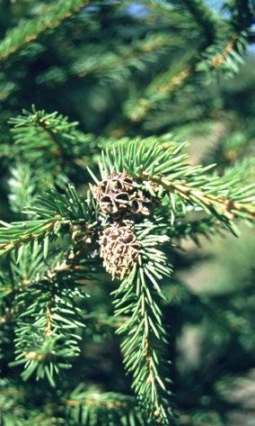 Shoots and twigs swollen, needles green or dead Spruce galls 10 Steven Katovich, USDA Forest Service, Bugwood.