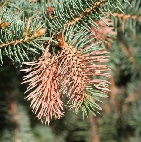 Cooley spruce galls are mainly on Colorado blue spruce and white spruce. Find them at the tips of new growth.