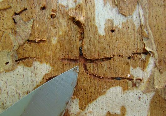 org Pitch tube Bark beetle gallery Adult beetle exit holes Attack stressed trees.