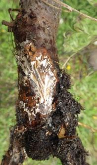 org Armillaria fruiting bodies Armillaria mycelial fan Dried pitch and resin