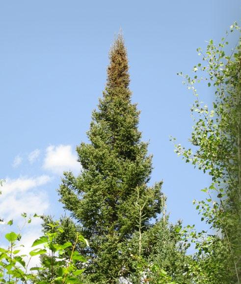 of balsam fir Wisconsin Department of Natural Resources Prefers to feed on needles in upper crown or those exposed to sun on trees of all