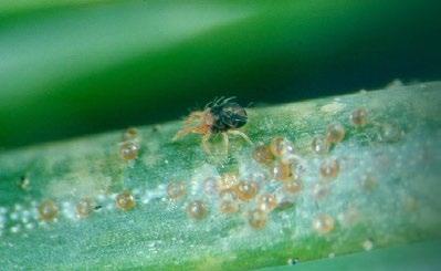 New or older needles discolored Spruce spider mite 5 Adult spruce spider mite Ward Strong, British