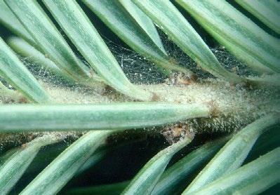 org Webbing created by spruce spider mite Damage on spruce Associated with dry weather.
