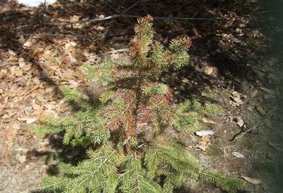 is not necessary since spruce almost always survive spring frost damage.