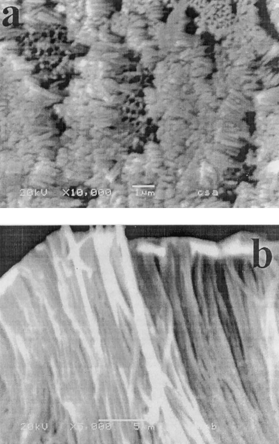 A typical morphology of the CdSe nanorods prepared by dc potentiostatic electrodeposition in AAO template is shown in the SEM image in Fig. 3.