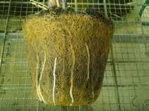 Affected root systems typically exhibit a soft, flaccid rot of the larger roots, and are much smaller than healthy root systems.