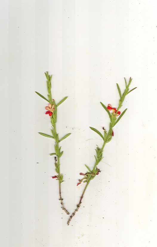 14 Exotic weed finds its way to Australia Red witchweed: Striga asiatica Phil Ross Development Officer Weed and Pest Management Professional Extension and Communication Unit > If you suspect that you