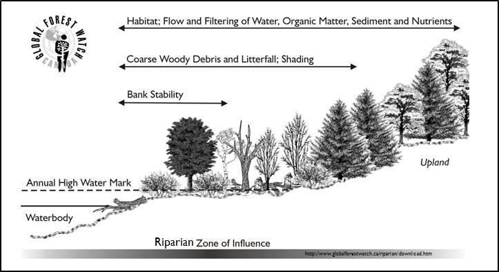 Riparian Ecology Station OBJECTIVES Students learn The basic definition of a riparian area.