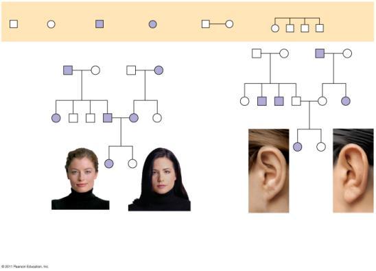 Integrating a Mendelian View of Heredity and Variation Pedigree Analysis An organism s phenotype includes its physical appearance, internal anatomy, physiology, and behavior A pedigree is a family