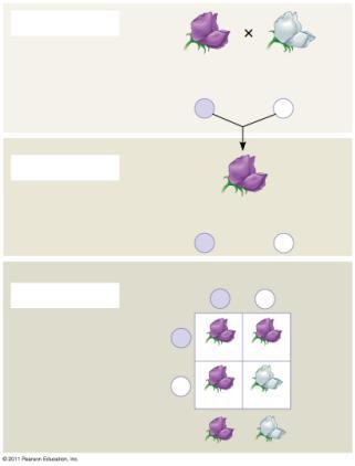 Genetic makeup: Gametes: Purple flowers Pp P 1 / 2 p 1 / 2 Figure 14.