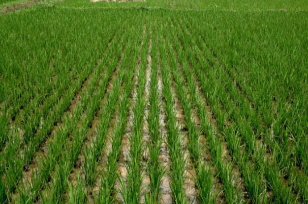 Performance 1 Raising / stabilising agricultural production Irrigation itself is just one dimension Numerous external conditioning factors (relating