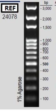 DNA / Protein Ladders DNA Ladders 24072 3% Agarose 900 800 600 250 150 50 24073 1.