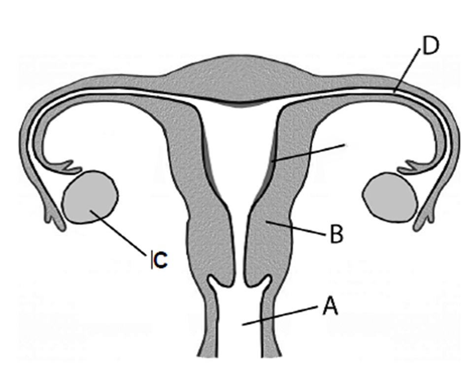 12. (a) (i) Name the two main types of reproduction. Which type of reproduction occurs in humans? (9) The diagram shows the human female reproductive system.