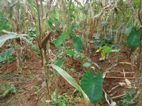 Status of edible aroids in Cameroon Tarla DN 1, Takumbo EN 1, 2, Voufo G 1, 3 Fontem DA 1,4 & Azia T 1 5 1 Department of Plant Protection, FAAS, University
