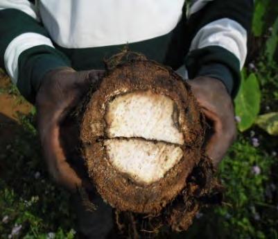 Generally, cocoyam is associated with other crops such as maize, banana, plantain, coffee and cocoa.