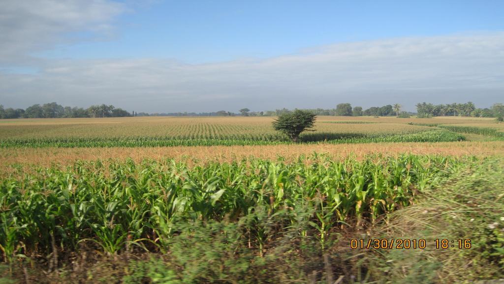 Growing An Excellent Silage Crop 2015 Irrigated Crop Production Update