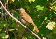 Brown Thrasher Toxostoma rufum Federal Listing State Listing Global Rank State Rank Regional Status N/A N/A G5 S3 Very High Photo by Pamela Hunt Justification (Reason for Concern in NH) Populations