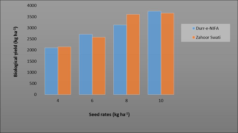 Figure 1. Biological yield (kg ha -1 ) of canola as affected by seed rates and varieties Grain yield (kg ha -1 ) Table 2 shows data about grain yield of canola varieties as affected by seed rates.