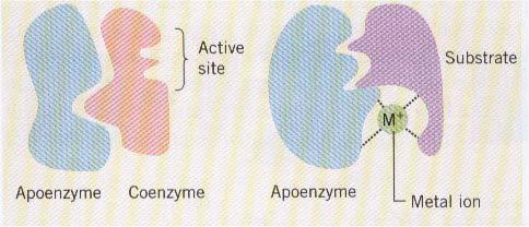 Enzymes that are secreated within the body as proenzymes have their active sites blocked. To activate the enzyme, these sites must be unblocked by the hydrolysis of part of the molecule.