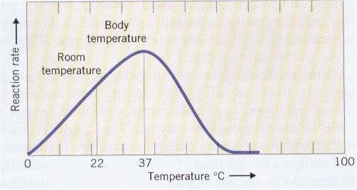Temperature Temperature affects the rate of enzyme-catalyzed reactions.